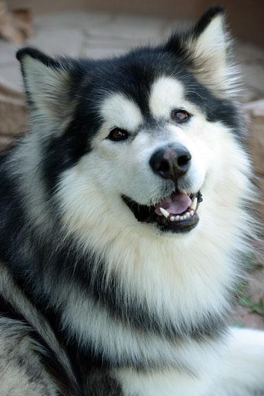 Appa, adopted, Young Male Alaskan Malamute.