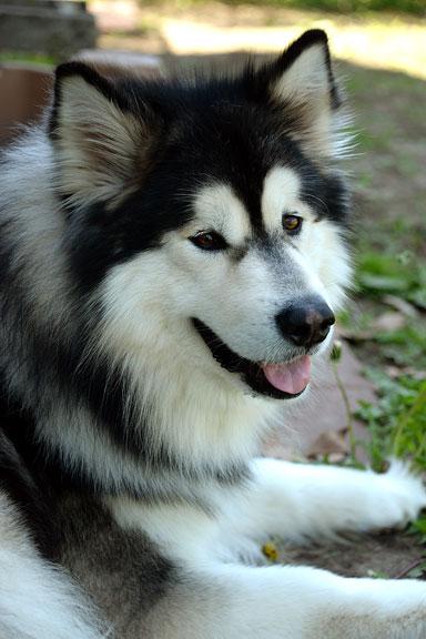 Enlarge Appa, an adopted Alaskan Malamute in Fort Leavenworth, KS image 4/5