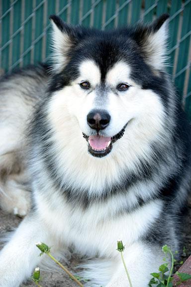 Enlarge Appa, an adopted Alaskan Malamute in Fort Leavenworth, KS image 5/5