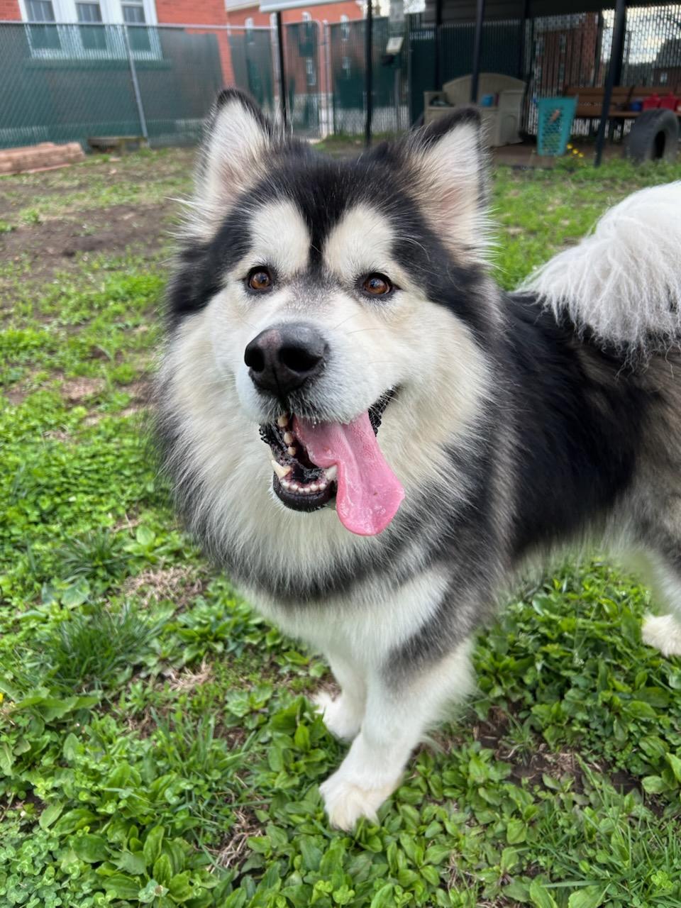 Enlarge Appa, an adopted Alaskan Malamute in Fort Leavenworth, KS image 3/5