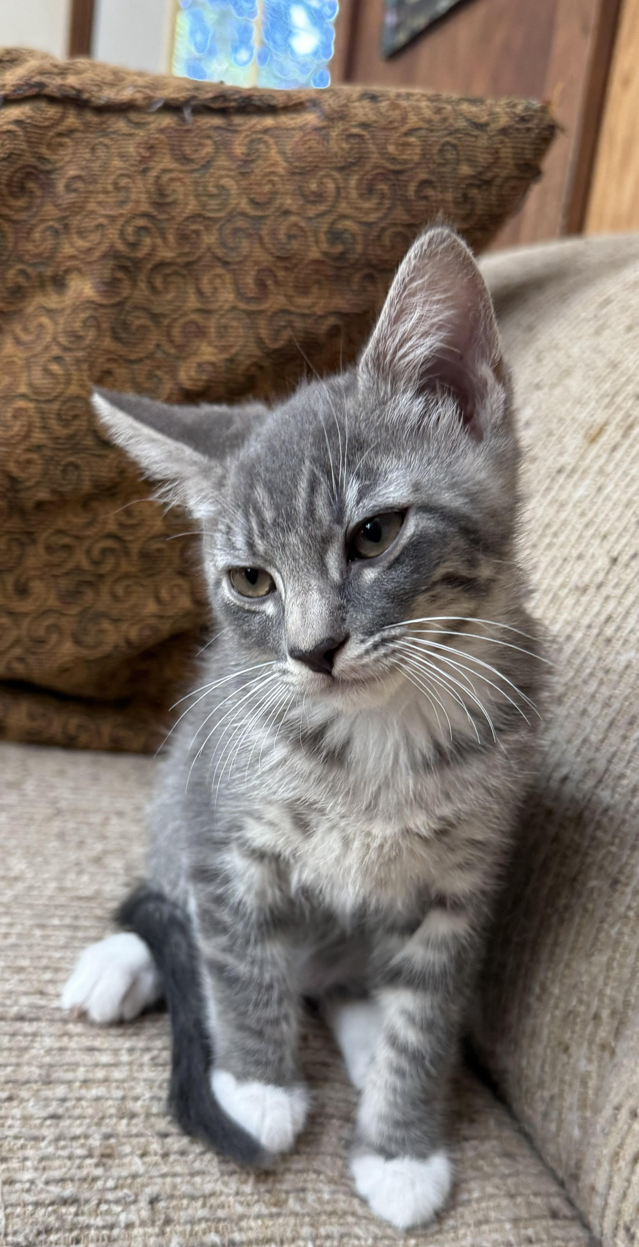 Clackamas (bonded with Tillamook), a ADOPTABLE mixed breed in Silverton, OR image 2/3