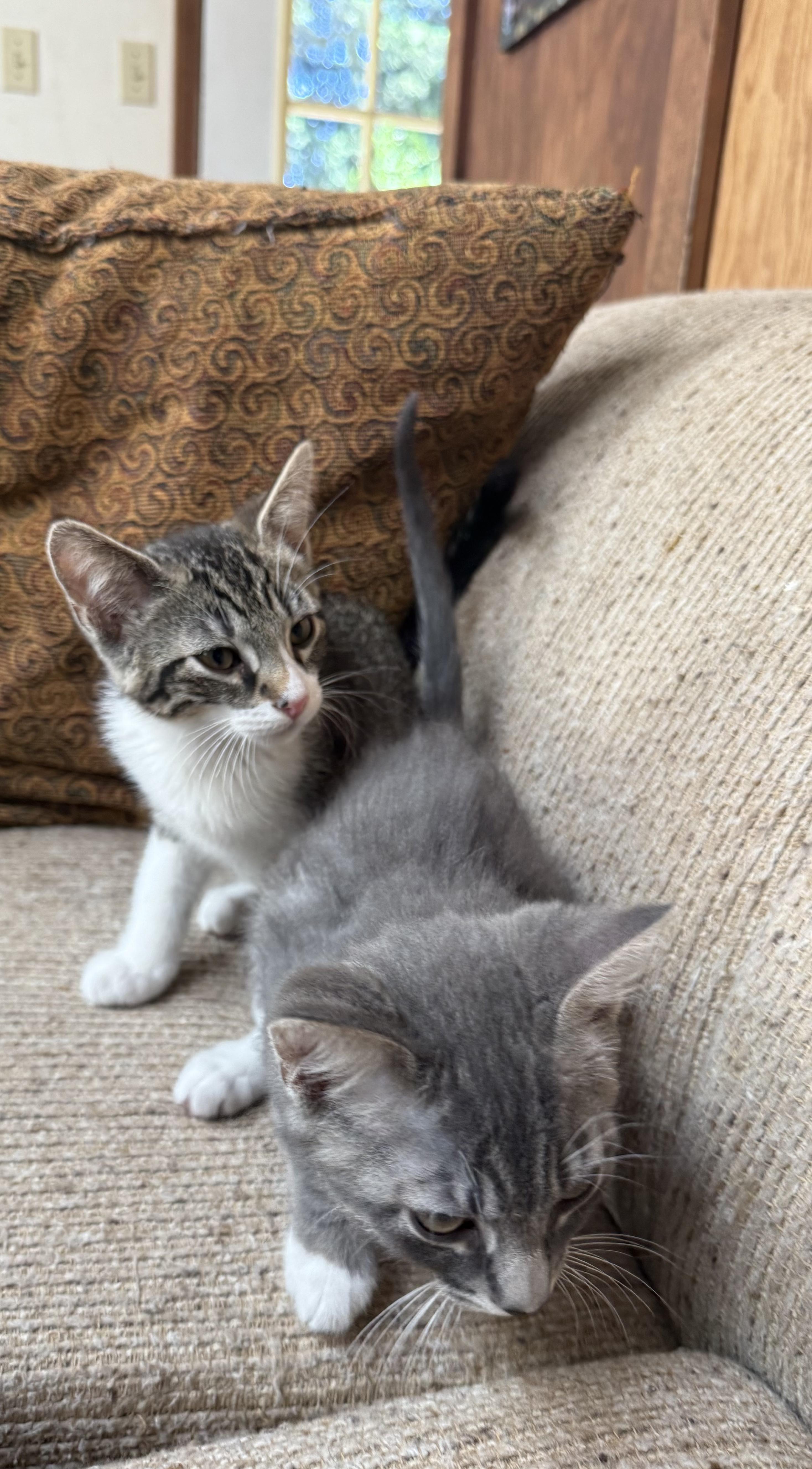 Clackamas (bonded with Tillamook), a ADOPTABLE mixed breed in Silverton, OR image 3/3