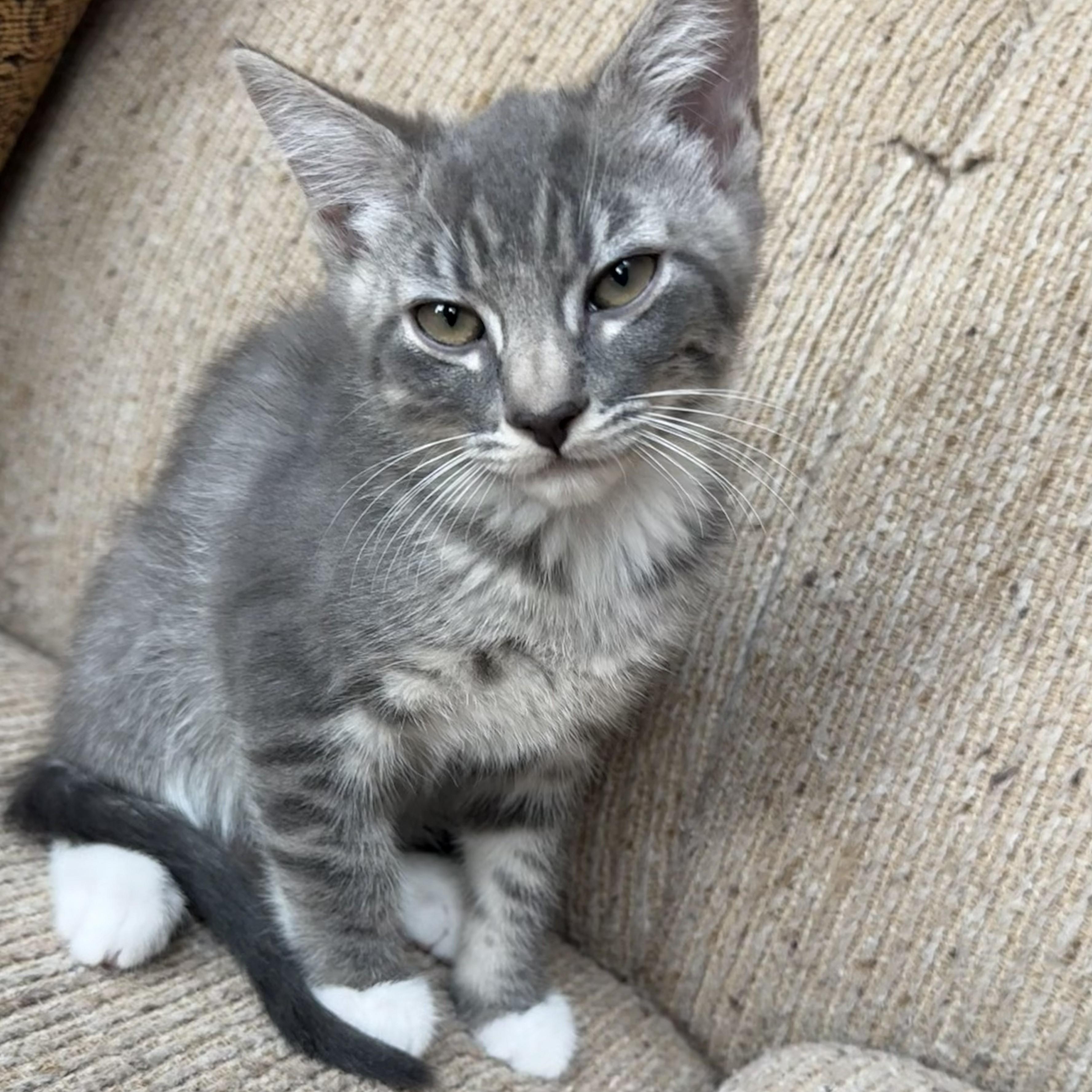 Clackamas (bonded with Tillamook), ADOPTABLE, Kitten Male Domestic Short Hair.