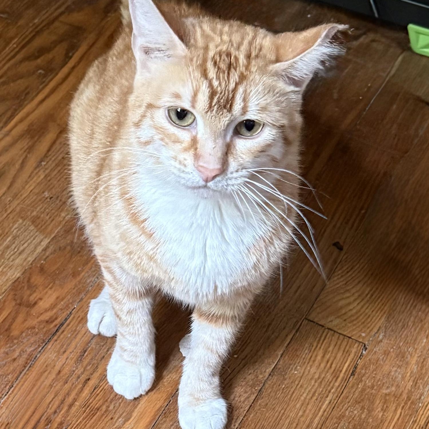 Lola, a Adoptable Domestic Short Hair in Astoria, NY image 1/6