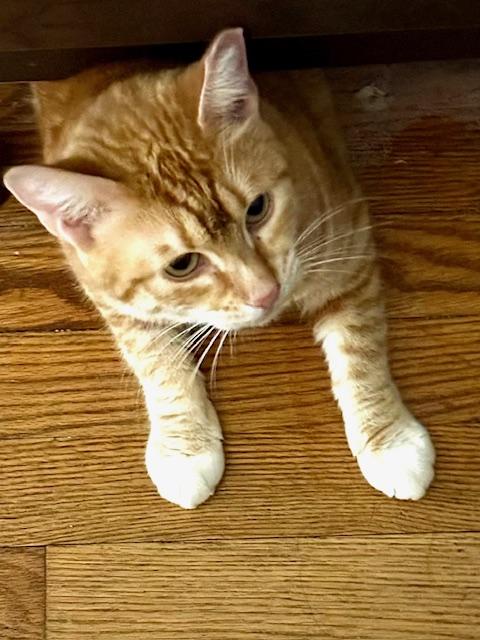 Lola, a Adoptable Domestic Short Hair in Astoria, NY image 6/6