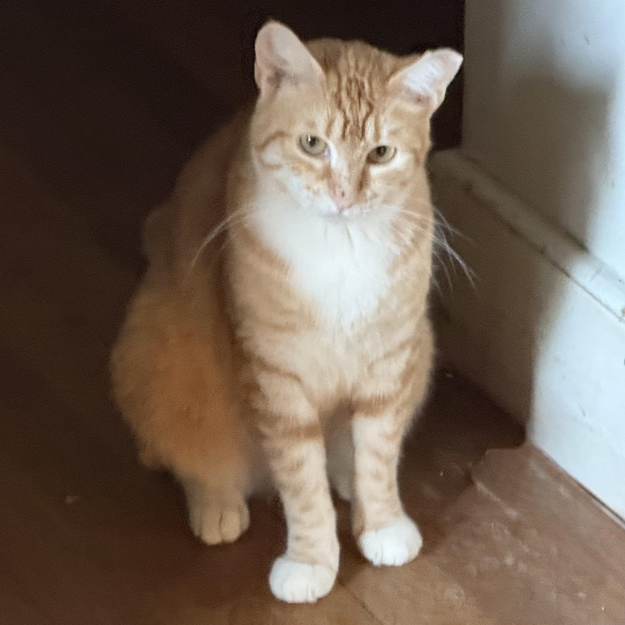 Lola, a Adoptable Domestic Short Hair in Astoria, NY image 3/6