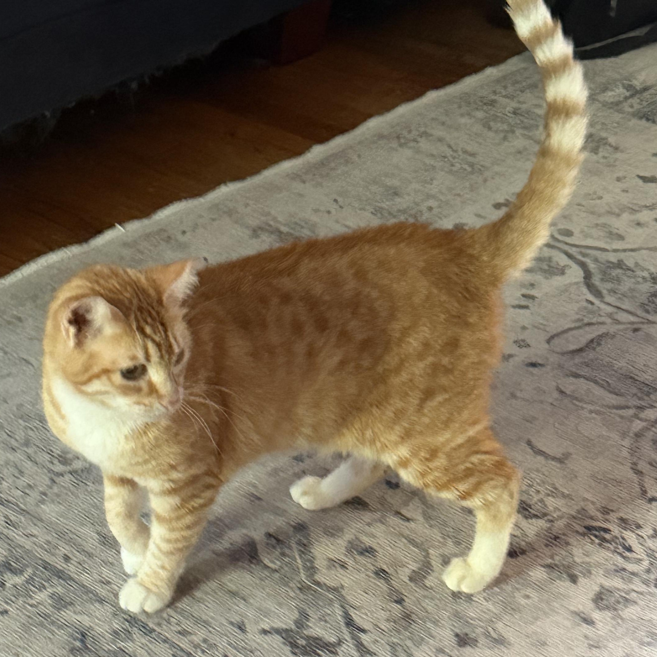 Lola, a Adoptable Domestic Short Hair in Astoria, NY image 5/6