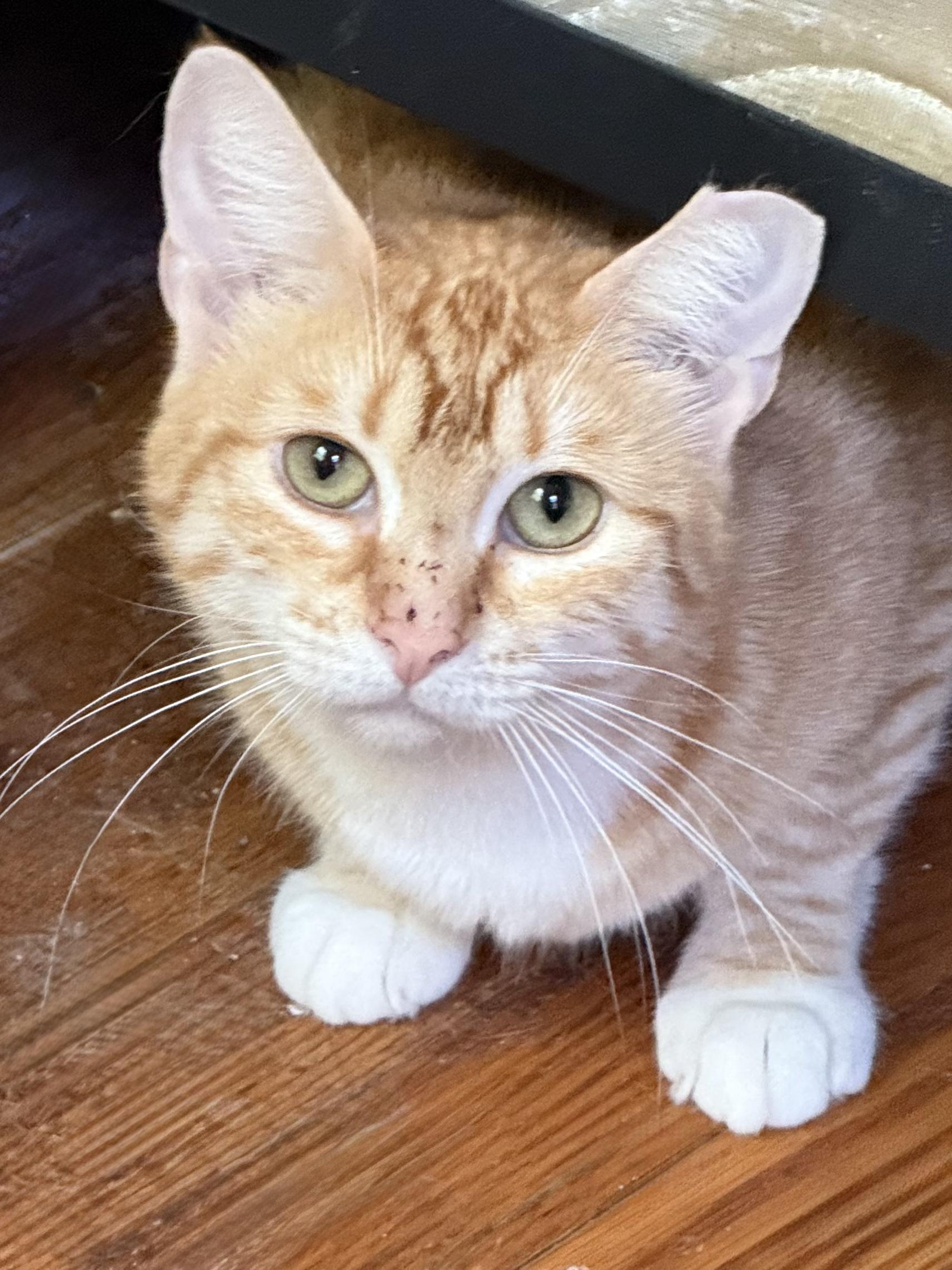 Lola, a Adoptable Domestic Short Hair in Astoria, NY image 4/6