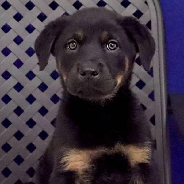 Missy, a Adoptable mixed breed in Midland, TX image 1/2