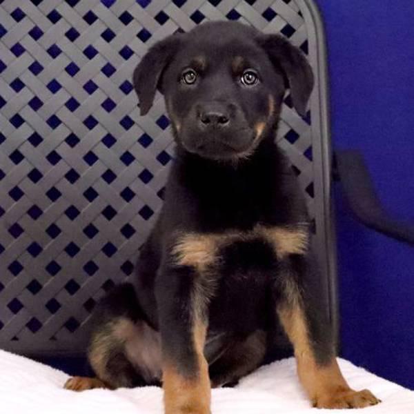 Missy, a Adoptable mixed breed in Midland, TX image 2/2