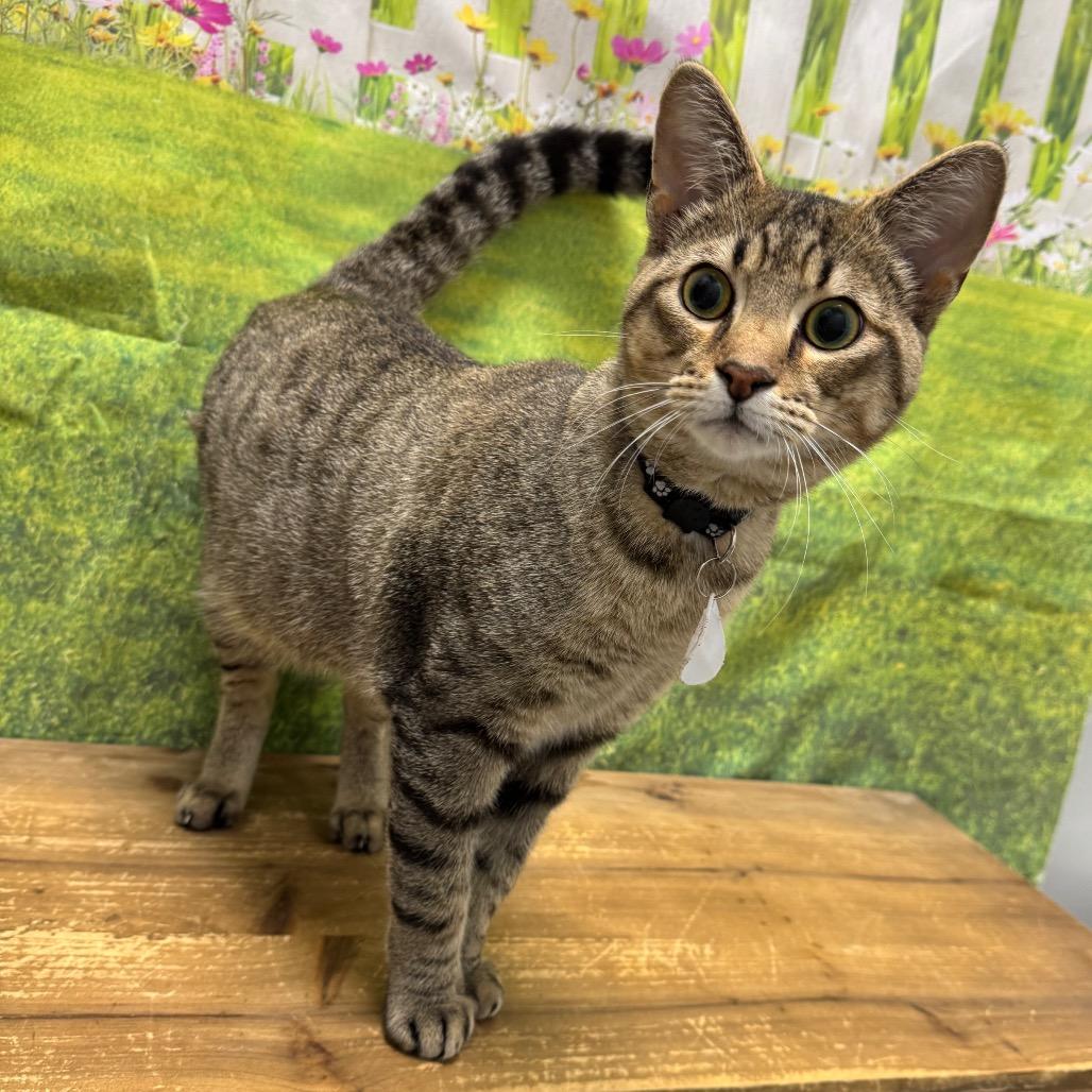 Bandit, Adoptable, Adult Male Domestic Short Hair.