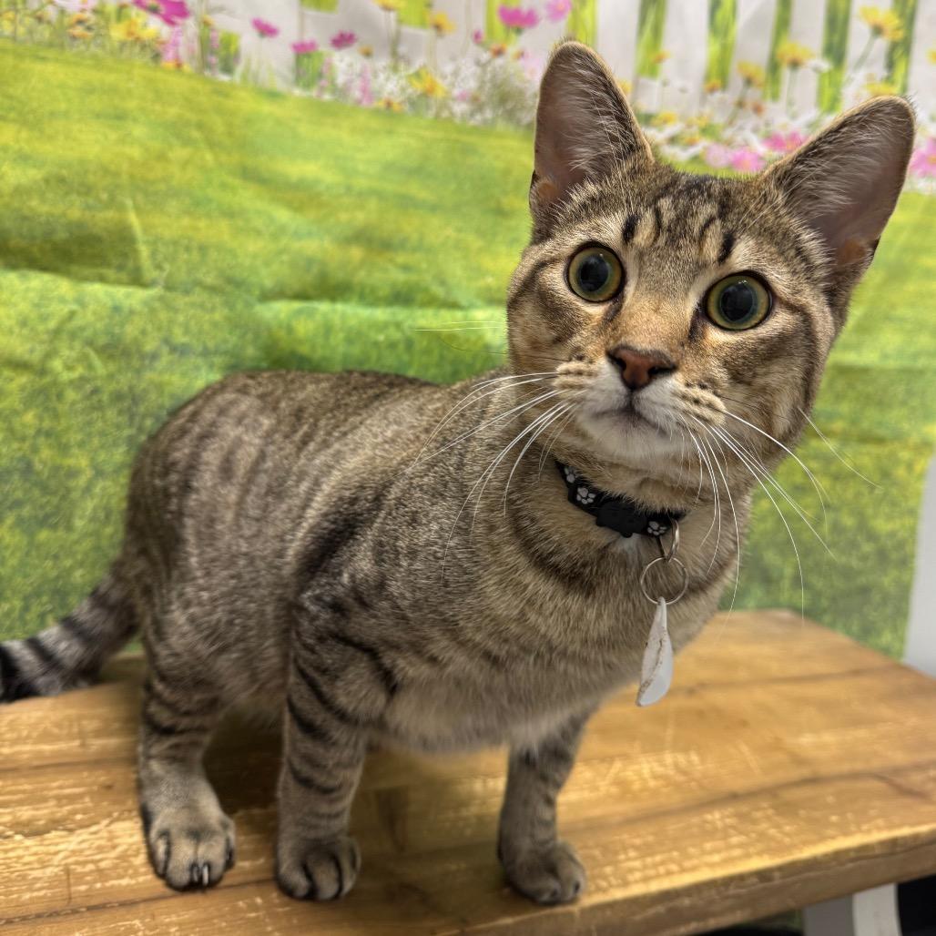 Bandit, a Adoptable Domestic Short Hair in Normal, IL image 2/5