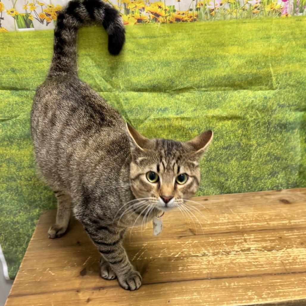 Bandit, a Adoptable Domestic Short Hair in Normal, IL image 3/5