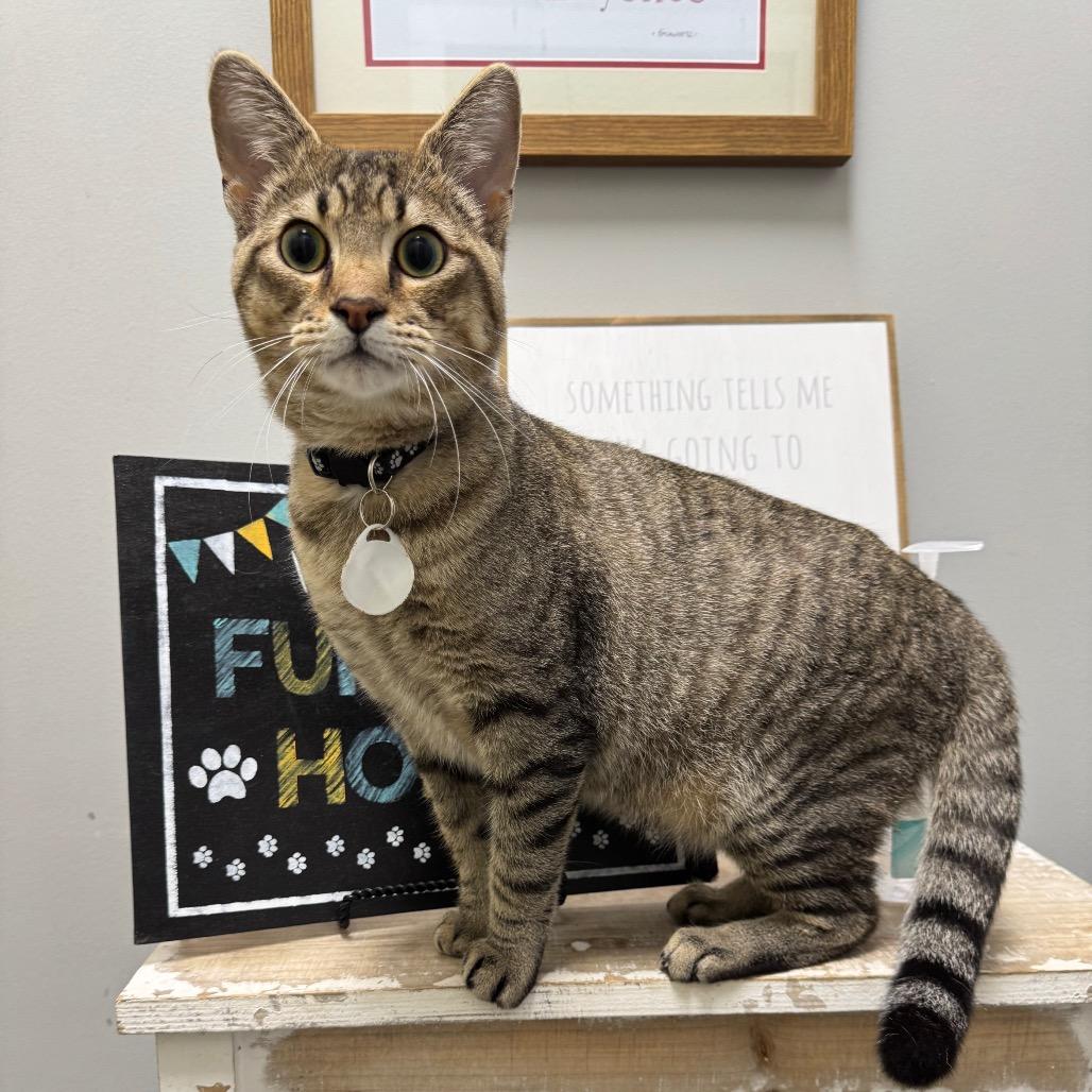 Bandit, a Adoptable Domestic Short Hair in Normal, IL image 4/5