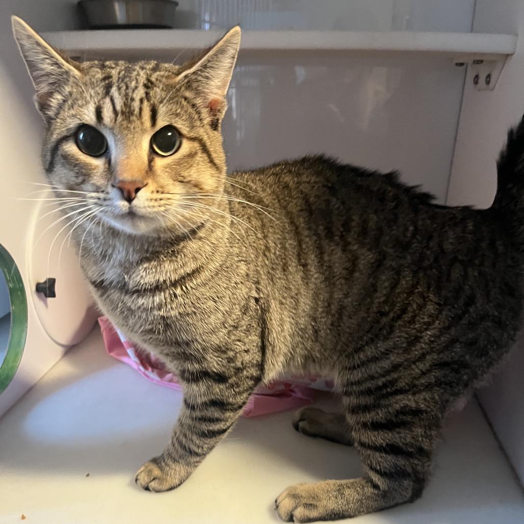 Enlarge Bandit, a Adoptable Domestic Short Hair in Normal, IL image 1/1