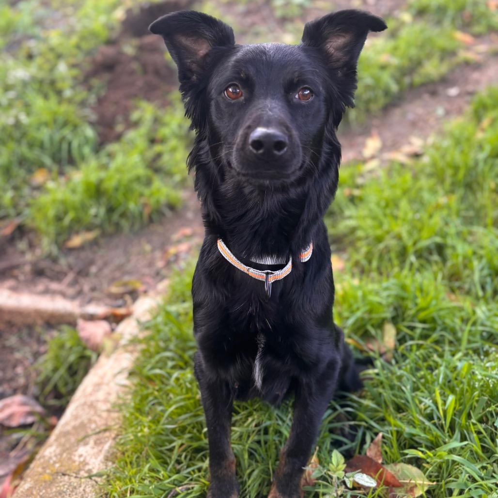 Georgie May, Adoptable, Adult Female German Shepherd Dog.