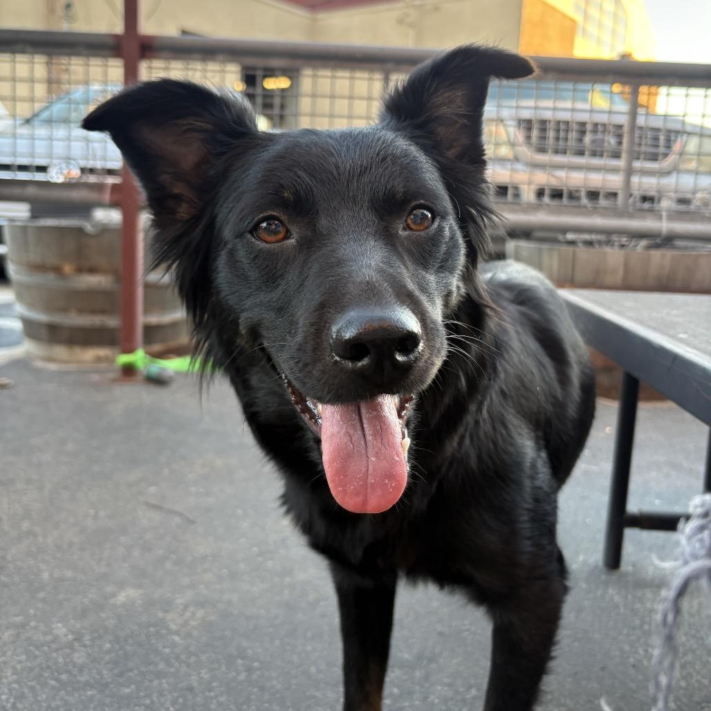 Enlarge Georgie May, a Adoptable German Shepherd Dog in San Diego, CA image 2/6