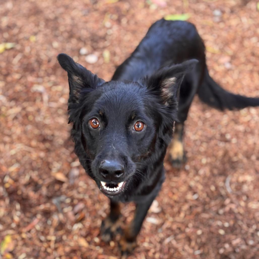 Enlarge Georgie May, a Adoptable German Shepherd Dog in San Diego, CA image 3/6