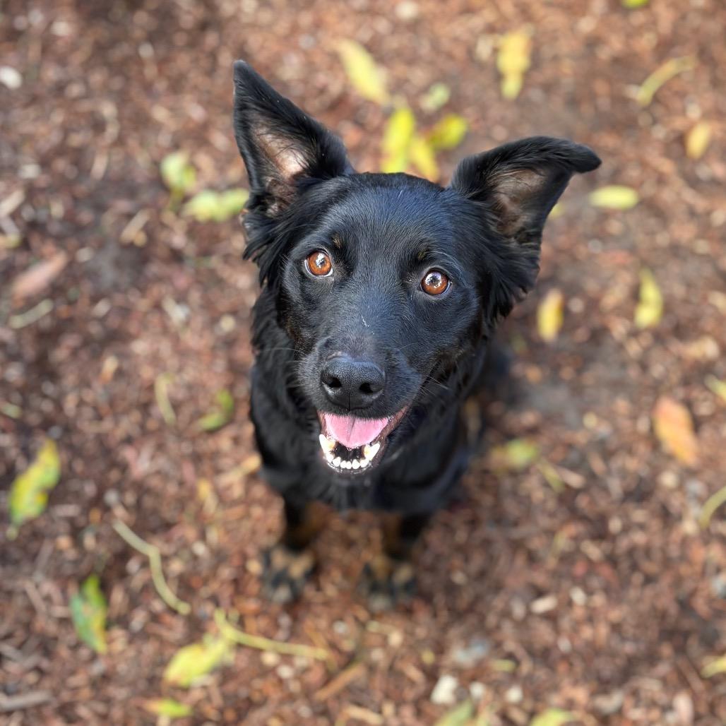 Enlarge Georgie May, a Adoptable German Shepherd Dog in San Diego, CA image 4/6