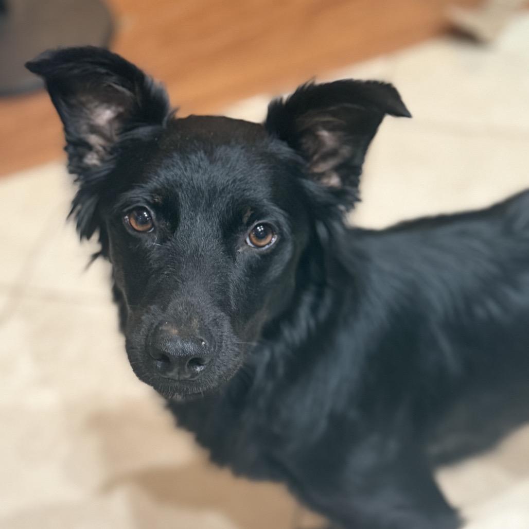 Enlarge Georgie May, a Adoptable German Shepherd Dog in San Diego, CA image 5/6