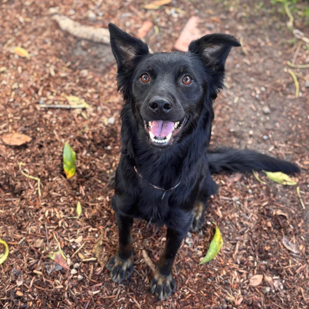 Enlarge Georgie May, a Adoptable German Shepherd Dog in San Diego, CA image 6/6