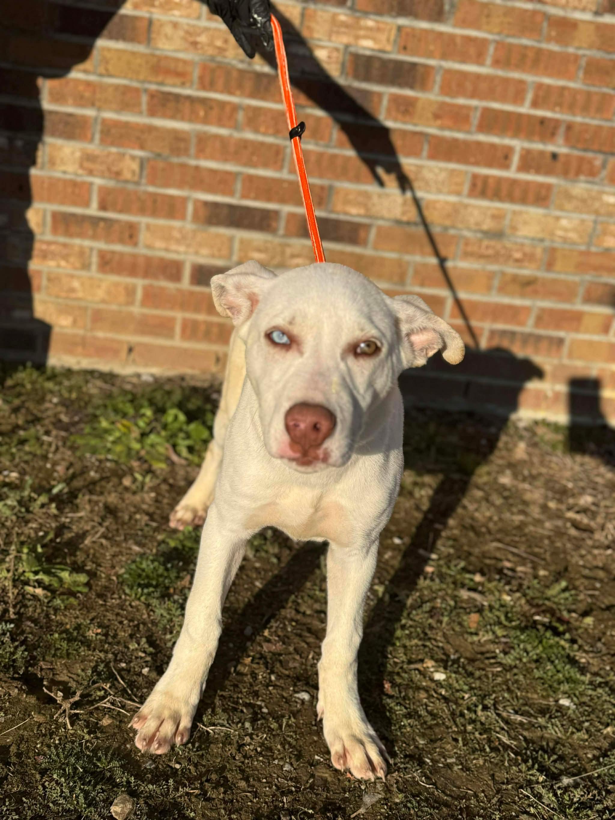 Enlarge Cassanova, an adopted mixed breed in Brownsville, TN image 2/2