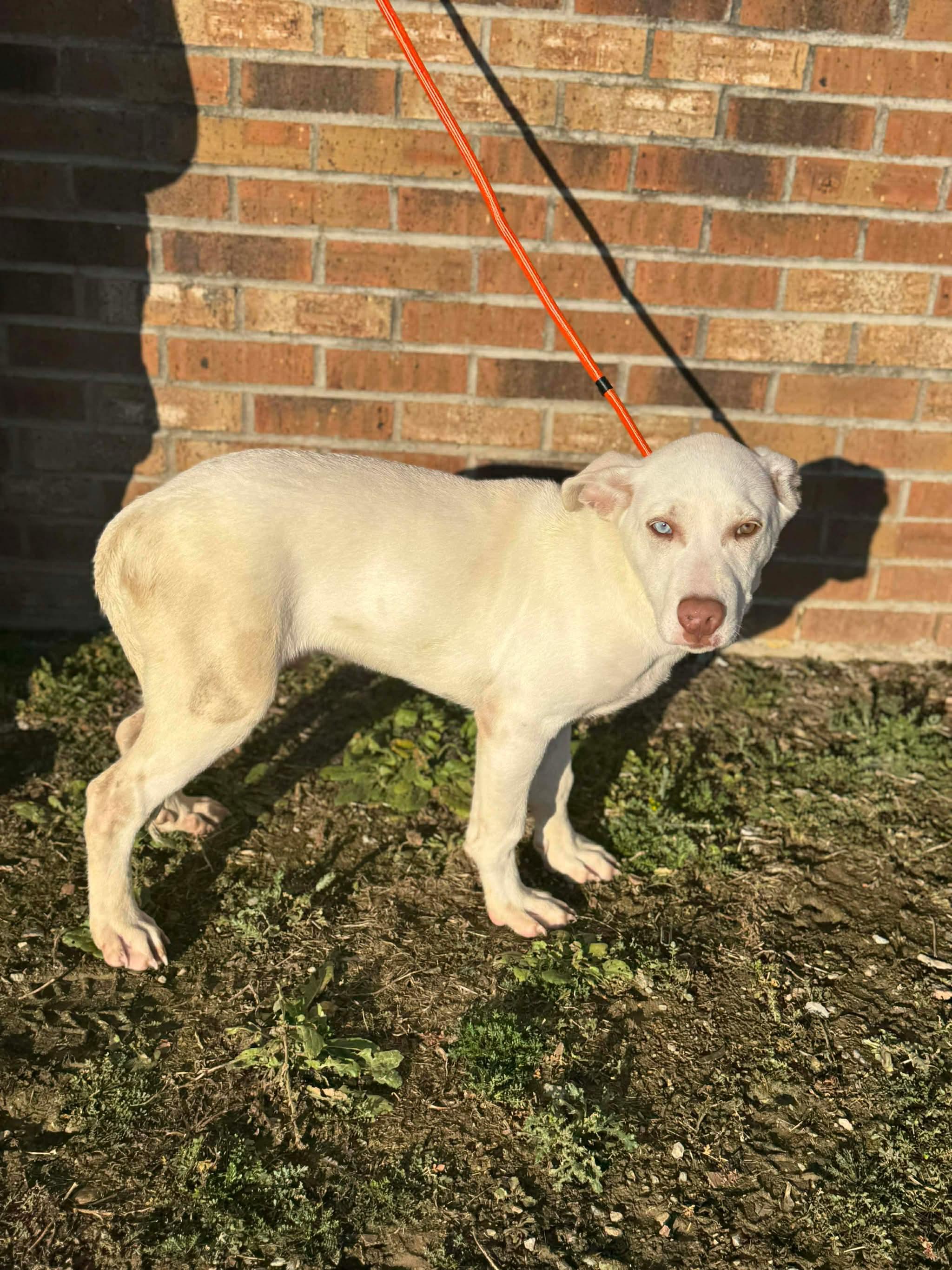 Cassanova, adopted, Young Male Husky & Labrador Retriever.