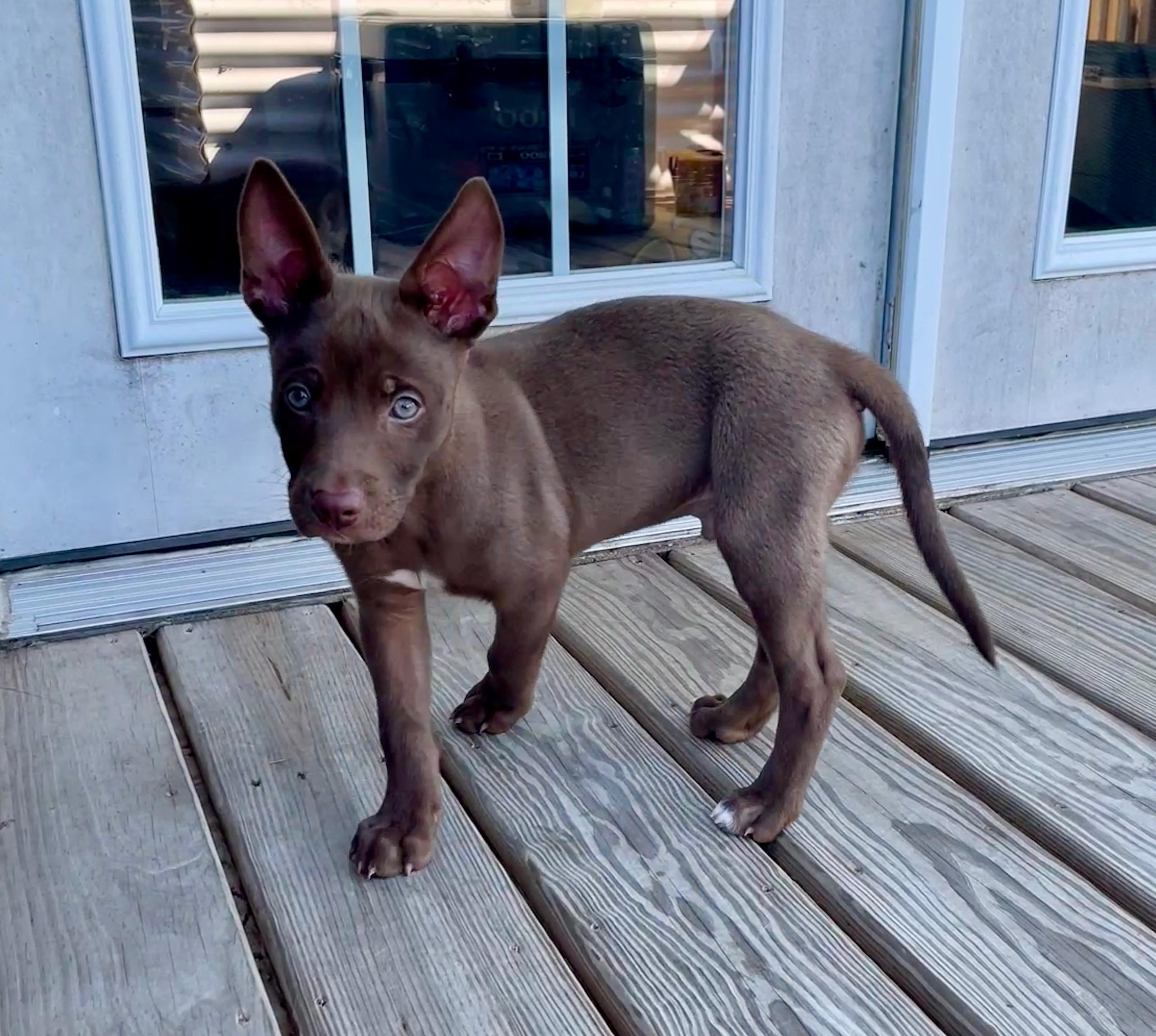 Enlarge Coffee, an adopted mixed breed in Bellevue, WA image 4/6