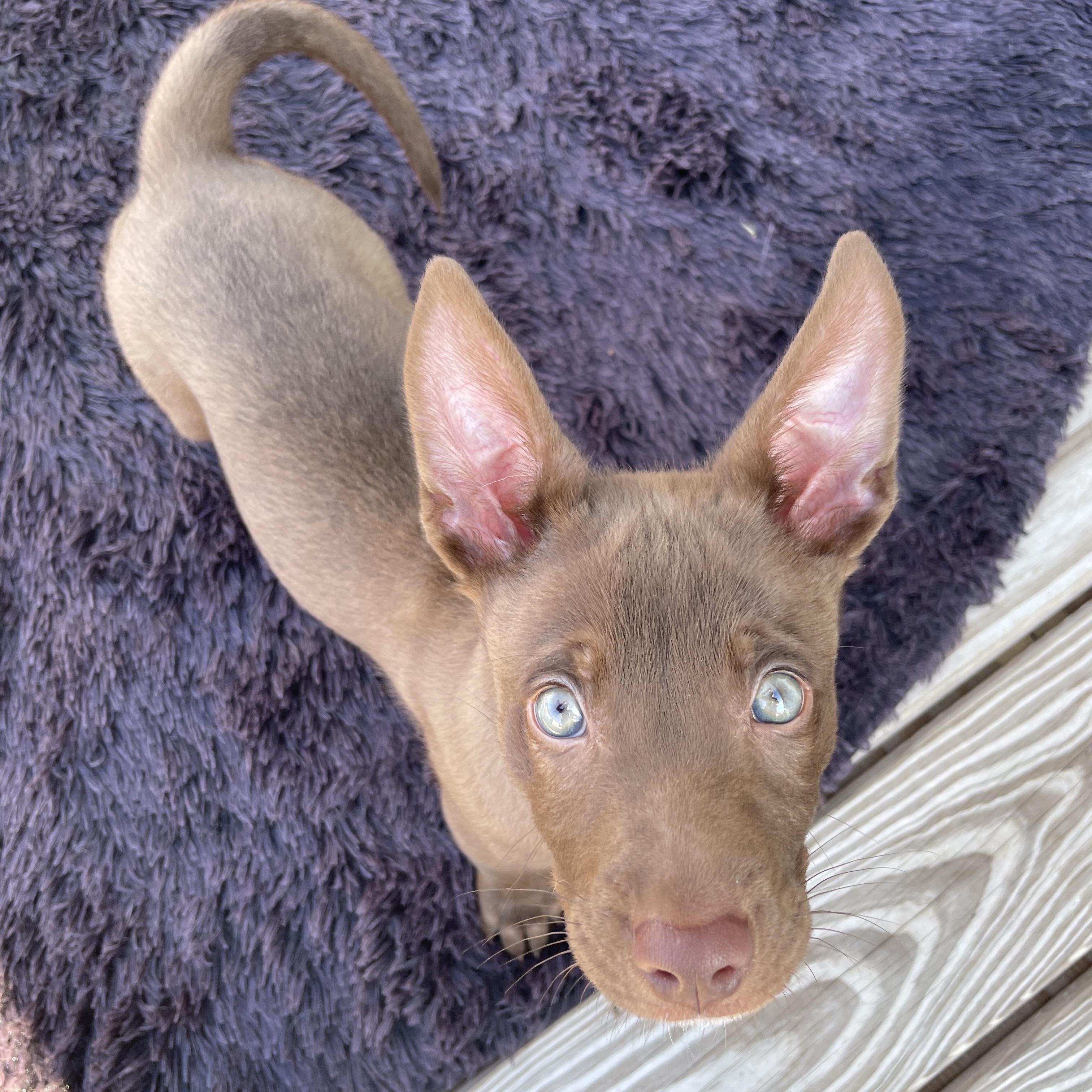 Enlarge Coffee, an adopted mixed breed in Bellevue, WA image 6/6