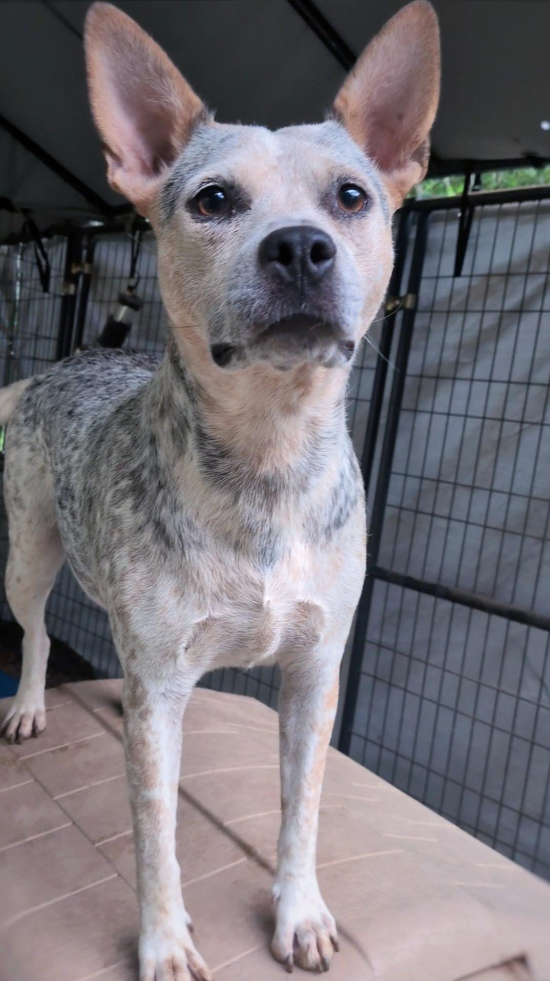 Posie, a ADOPTABLE mixed breed in Joppa, AL image 3/3