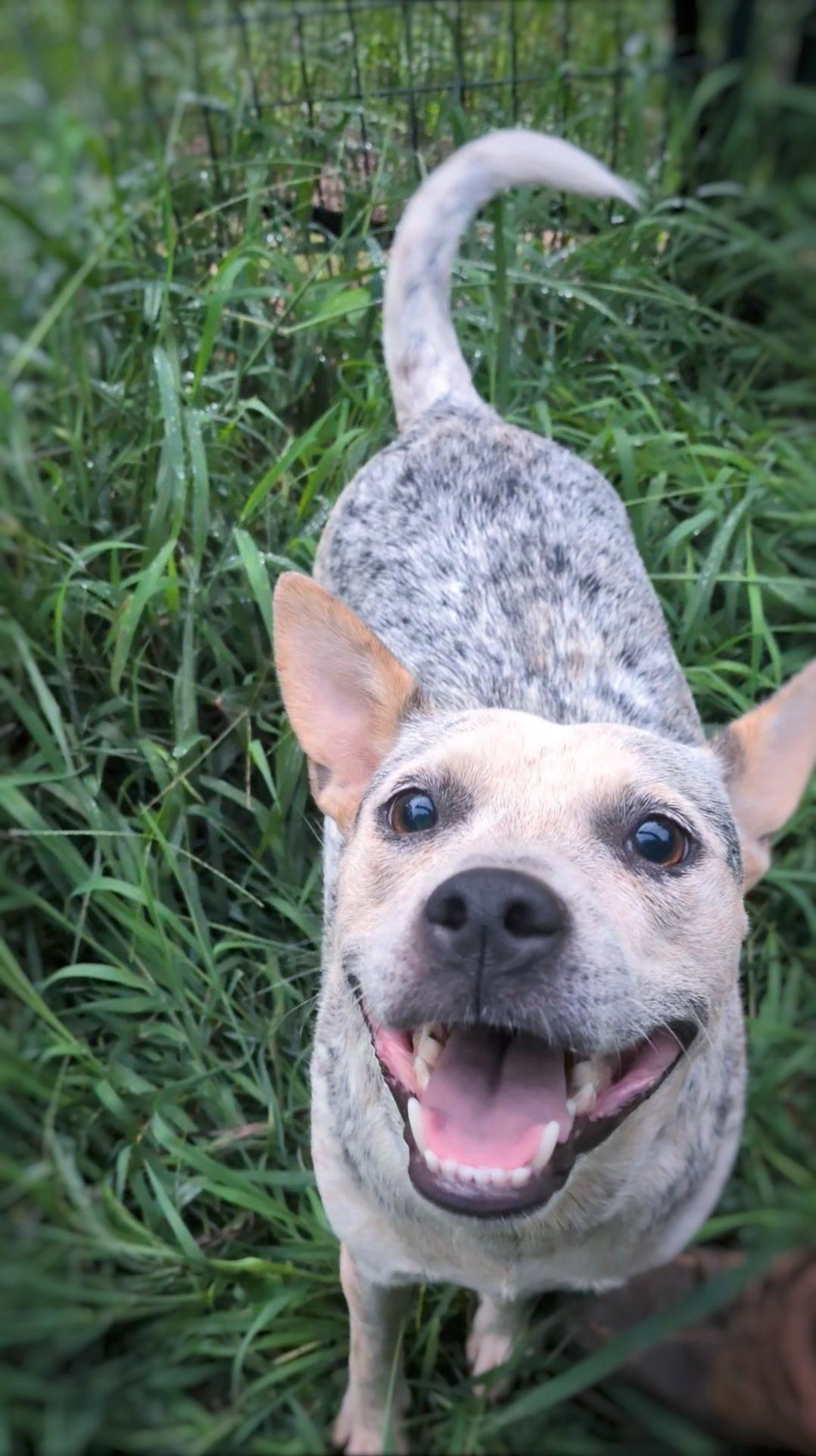 Posie, ADOPTABLE, Young Female Australian Cattle Dog / Blue Heeler.