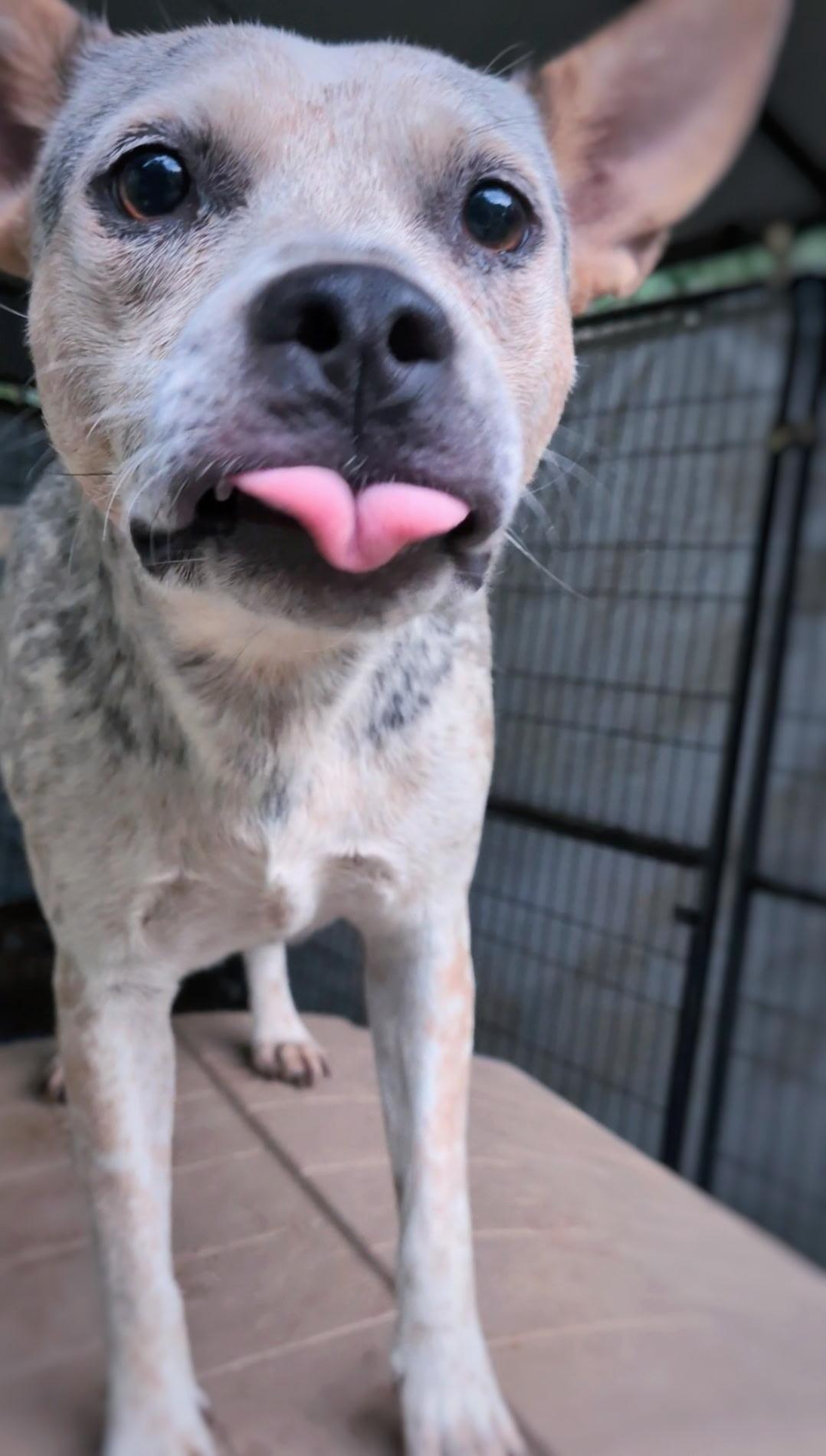 Posie, a ADOPTABLE mixed breed in Joppa, AL image 2/3
