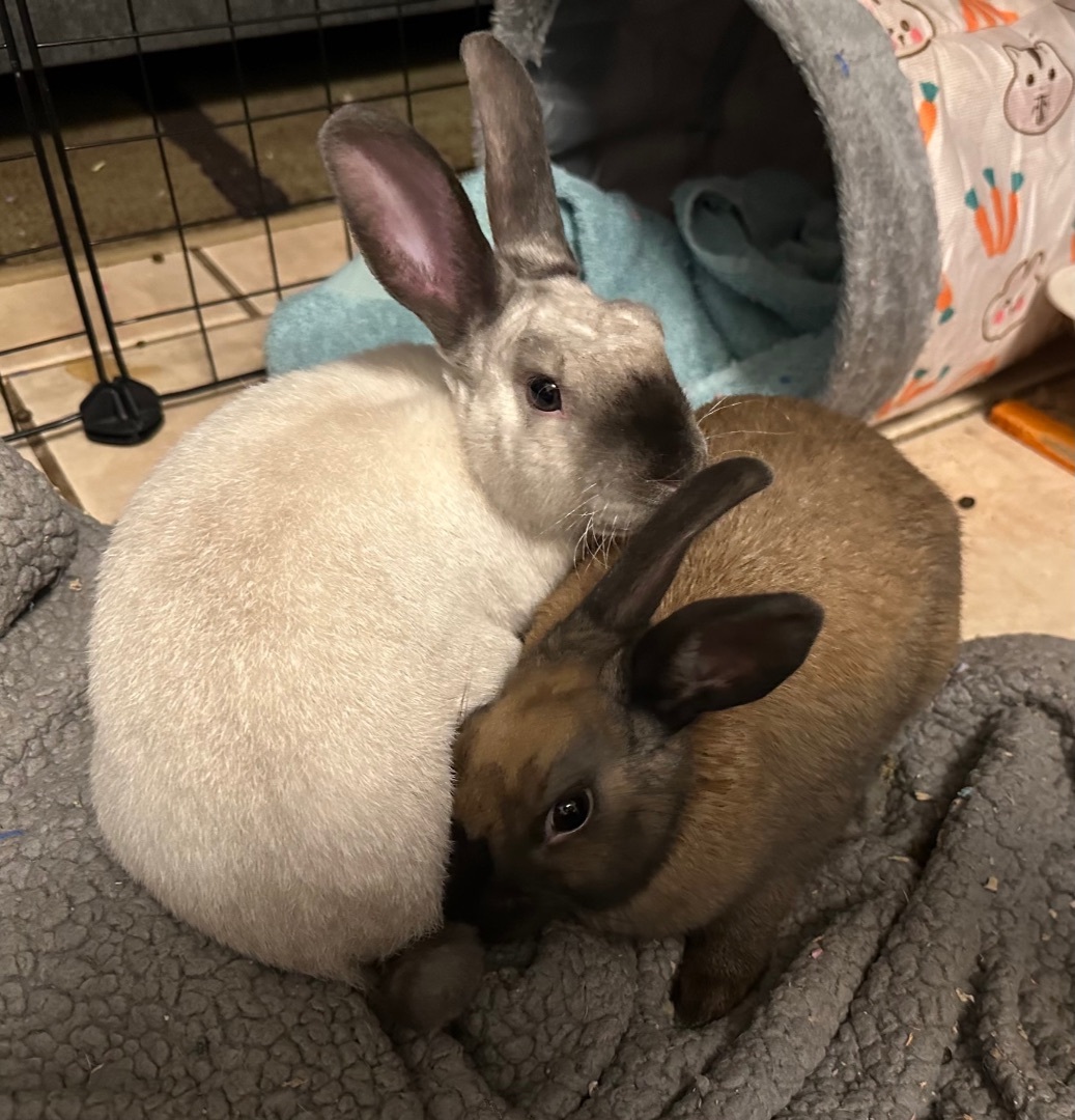 Champagne & Eve, a Adopted Harlequin in Ripon, CA image 1/6