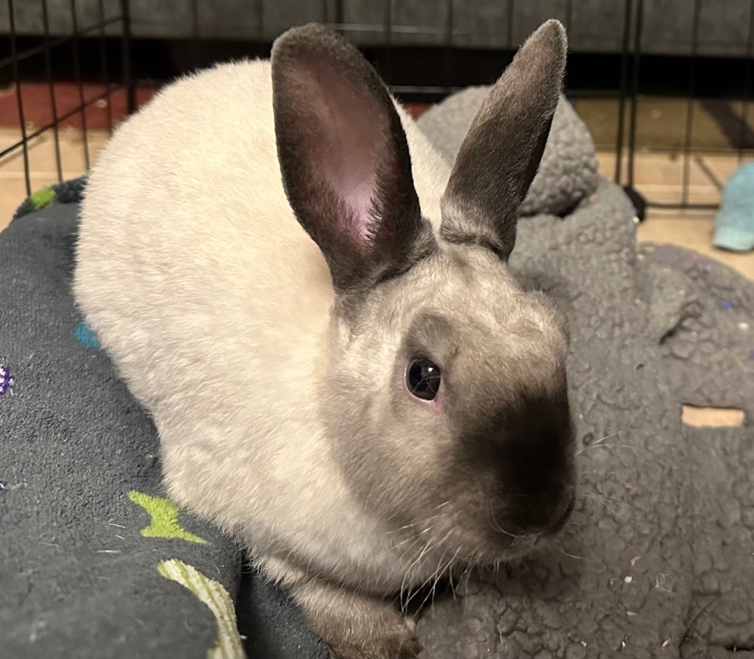 Champagne & Eve, a Adopted Harlequin in Ripon, CA image 2/6