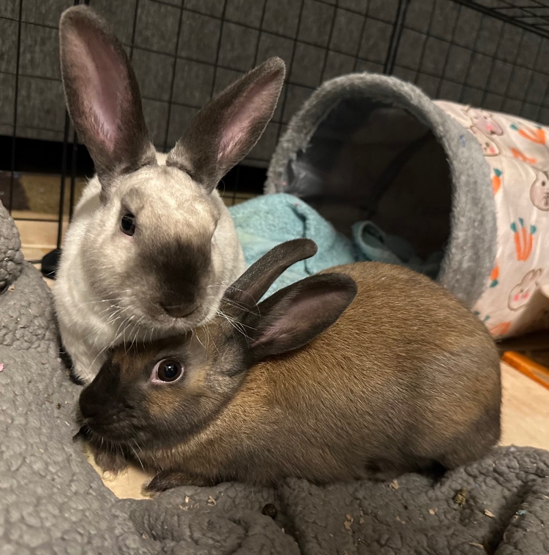 Champagne & Eve, a Adopted Harlequin in Ripon, CA image 3/6