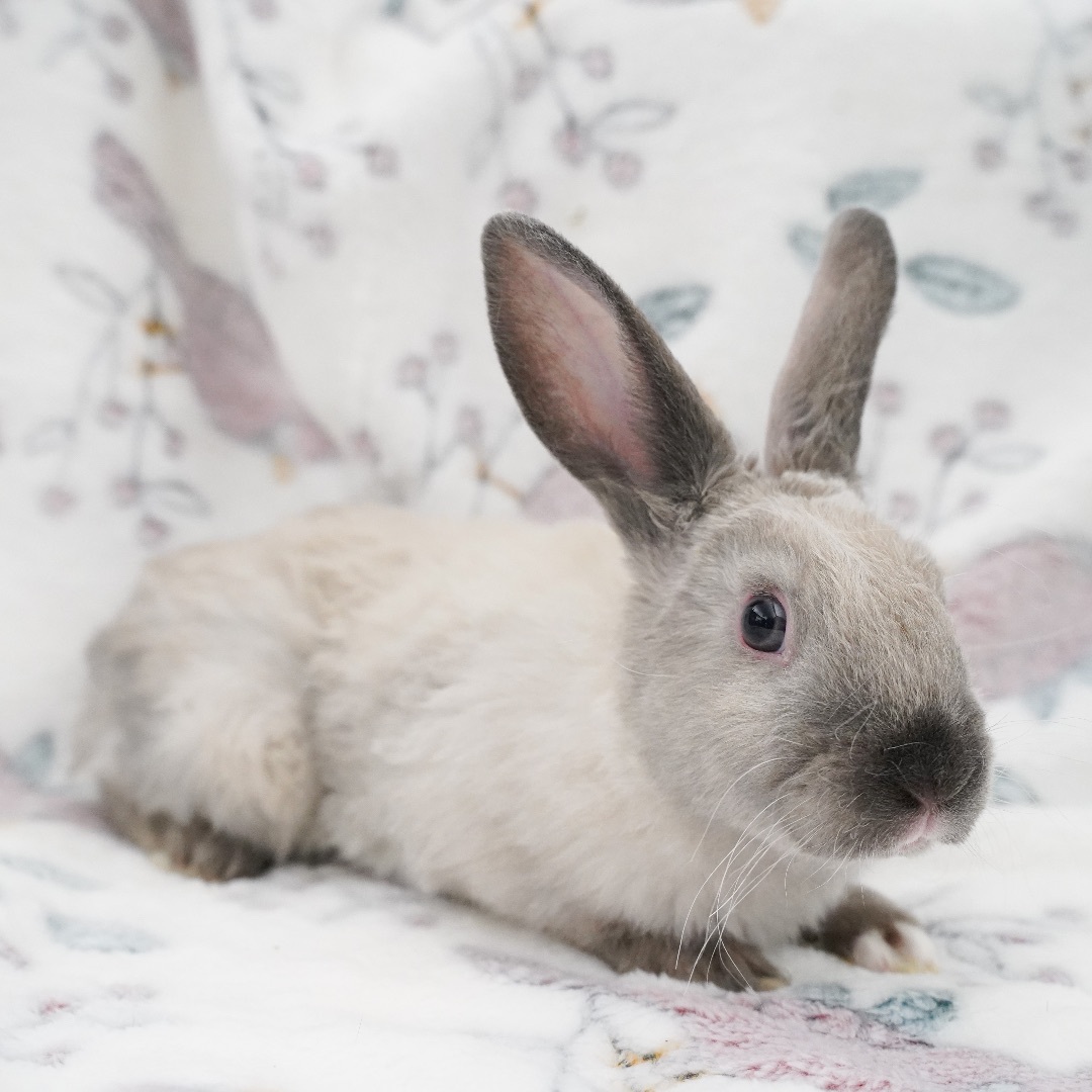 Champagne & Eve, a Adopted Harlequin in Ripon, CA image 4/6