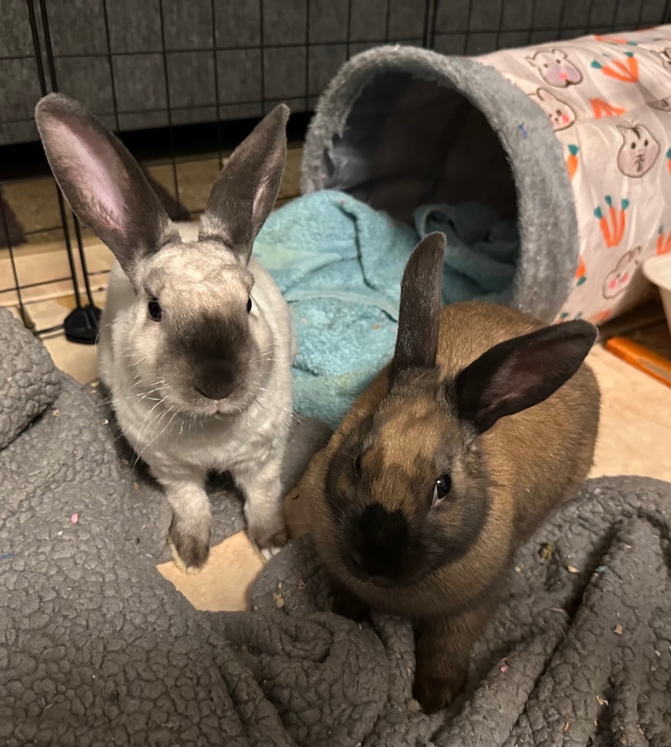 Champagne & Eve, a Adopted Harlequin in Ripon, CA image 5/6