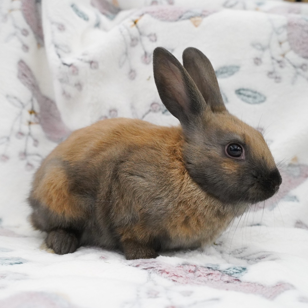 Champagne & Eve, a Adopted Harlequin in Ripon, CA image 6/6