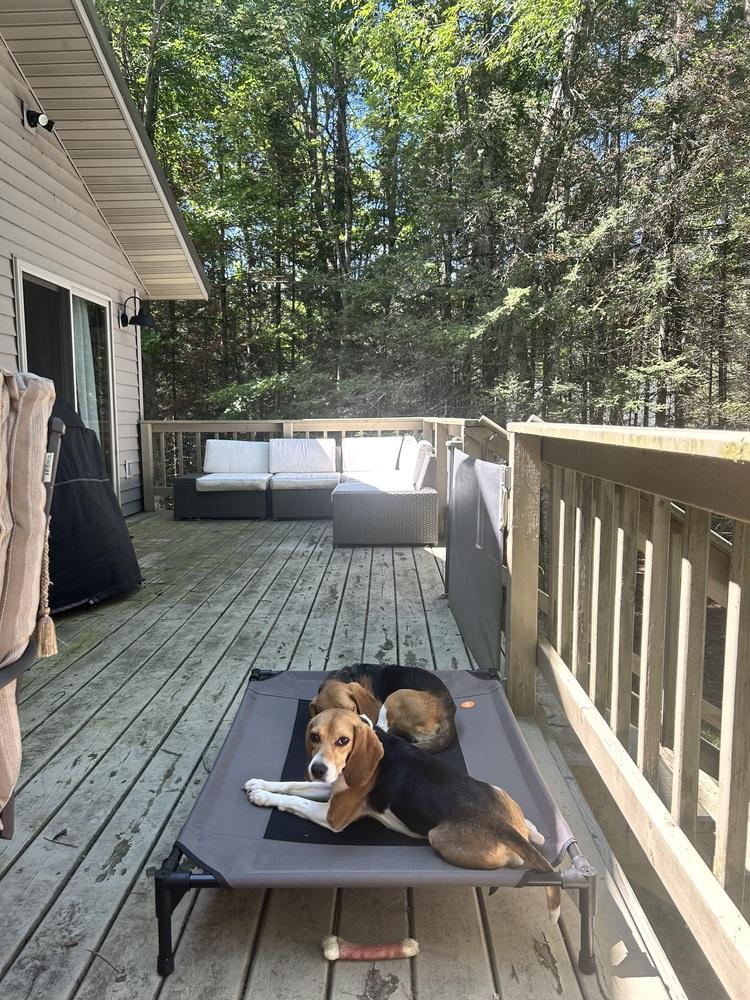 Enlarge Kanoa Freegle, a Adoptable Beagle in Waunakee, WI image 2/6