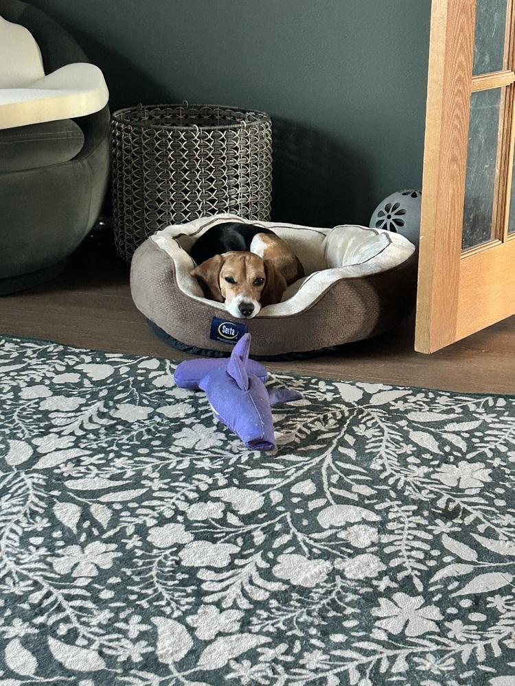 Enlarge Kanoa Freegle, a Adoptable Beagle in Waunakee, WI image 3/6