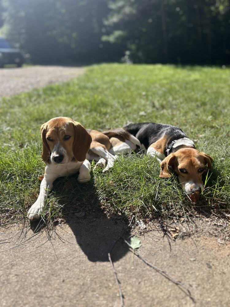 Enlarge Kanoa Freegle, a Adoptable Beagle in Waunakee, WI image 4/6