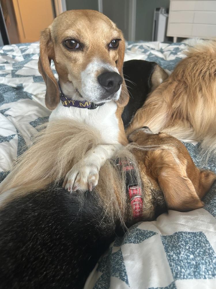 Enlarge Kanoa Freegle, a Adoptable Beagle in Waunakee, WI image 5/6