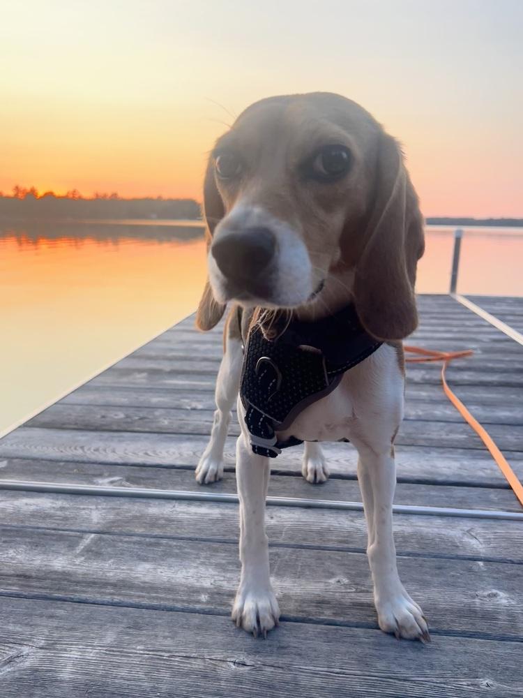 Enlarge Kanoa Freegle, a Adoptable Beagle in Waunakee, WI image 5/6