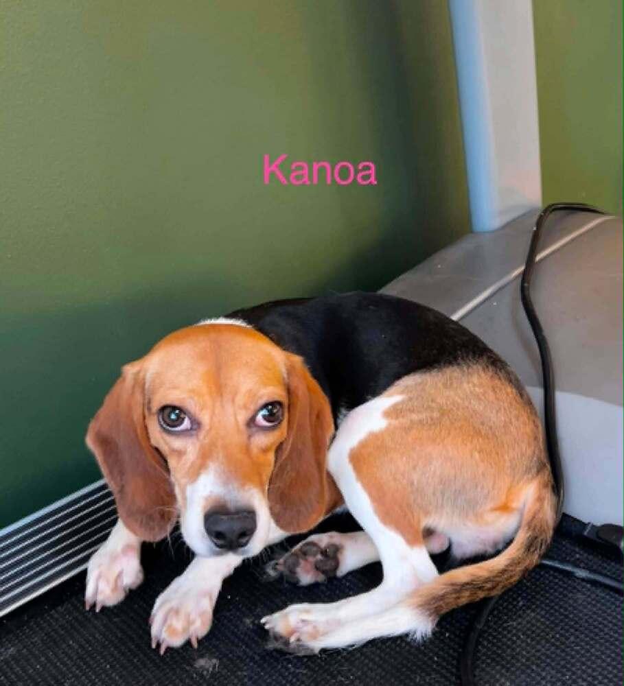 Enlarge Kanoa Freegle, a Adoptable Beagle in Waunakee, WI image 6/6