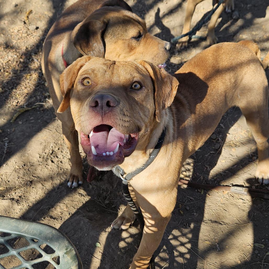 Dude - In Foster! Loves dogs!, a Adoptable Pit Bull Terrier in Flagstaff, AZ image 1/6