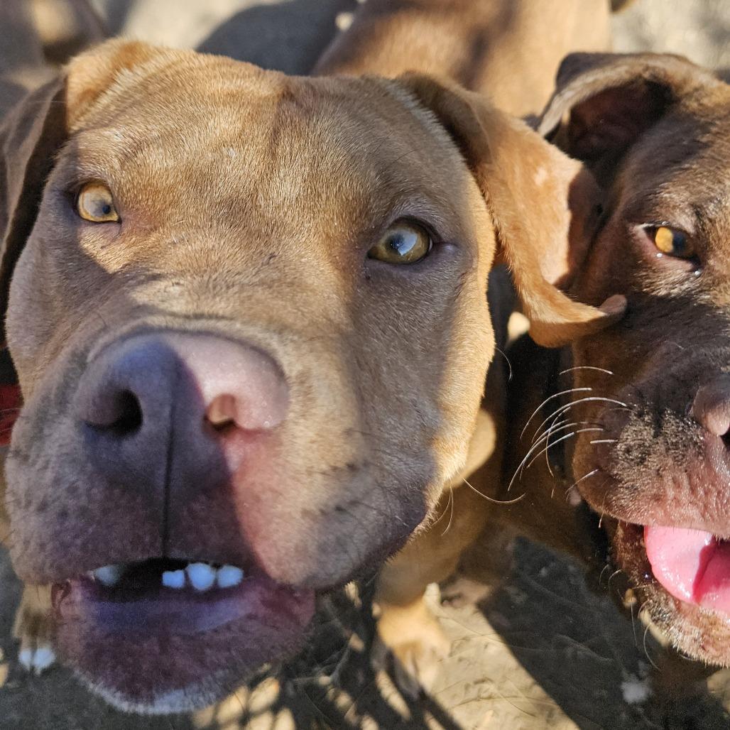Dude - In Foster! Loves dogs!, a Adoptable Pit Bull Terrier in Flagstaff, AZ image 2/6