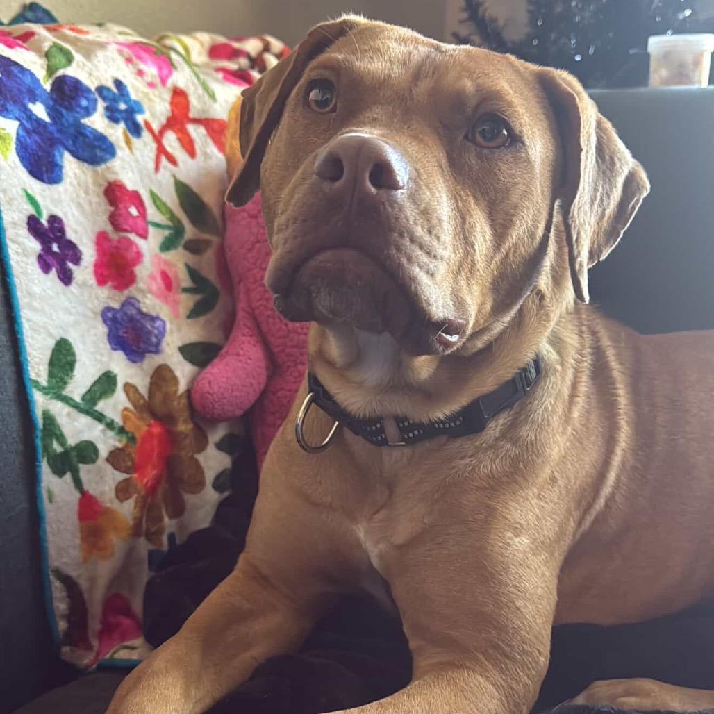 Dude - In Foster! Loves dogs!, a Adoptable Pit Bull Terrier in Flagstaff, AZ image 3/6