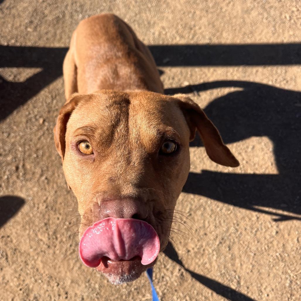 Dude - In Foster! Loves dogs!, a Adoptable Pit Bull Terrier in Flagstaff, AZ image 4/6