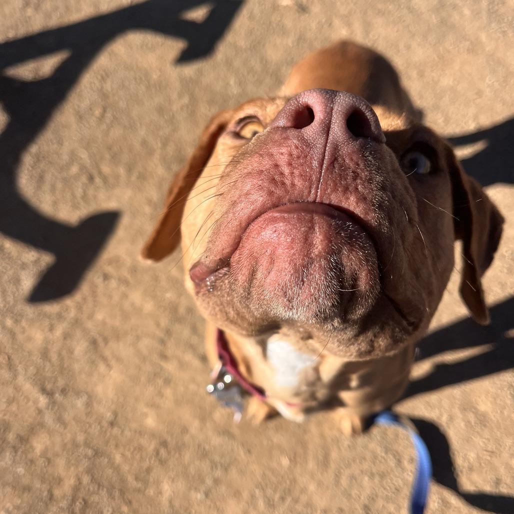 Dude - In Foster! Loves dogs!, a Adoptable Pit Bull Terrier in Flagstaff, AZ image 5/6