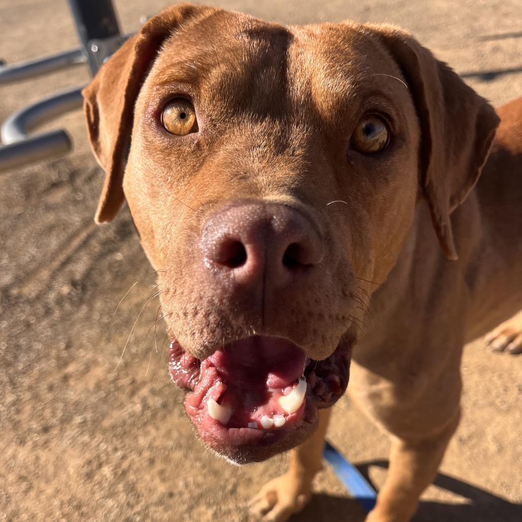 Dude - In Foster! Loves dogs!, a Adoptable Pit Bull Terrier in Flagstaff, AZ image 6/6